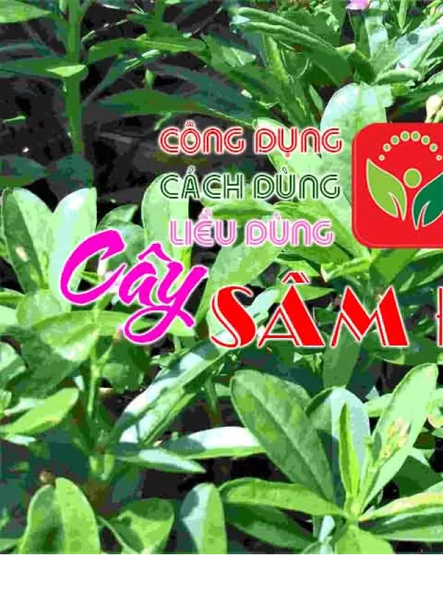   Cây sâm đất: Tìm hiểu về vị thuốc quý từ xa xưa