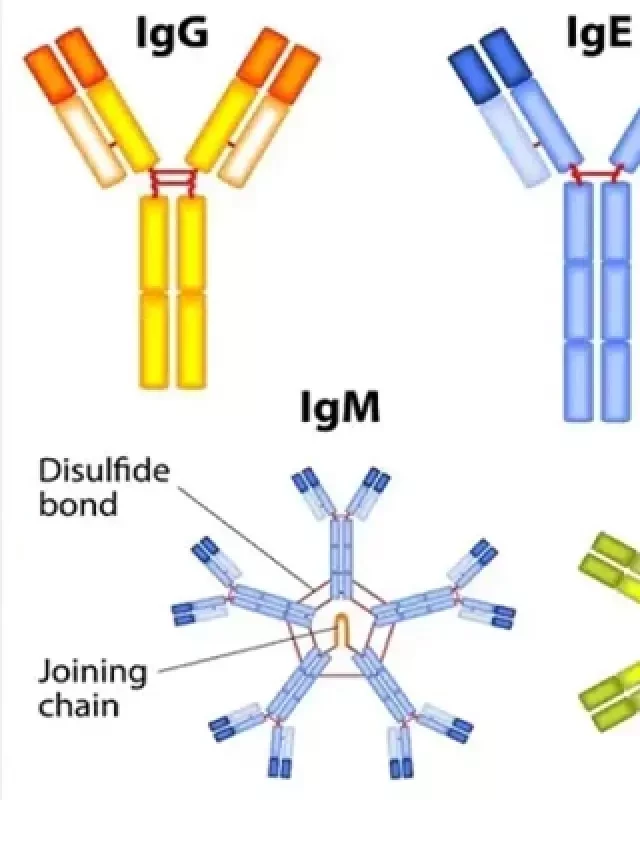   Chỉ số IgG: Quan trọng như thế nào đối với sức khỏe của bạn?