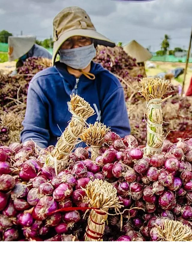   Hành tím Việt Nam: Cạnh tranh khốc liệt với hành Ấn Độ nhập khẩu giá rẻ