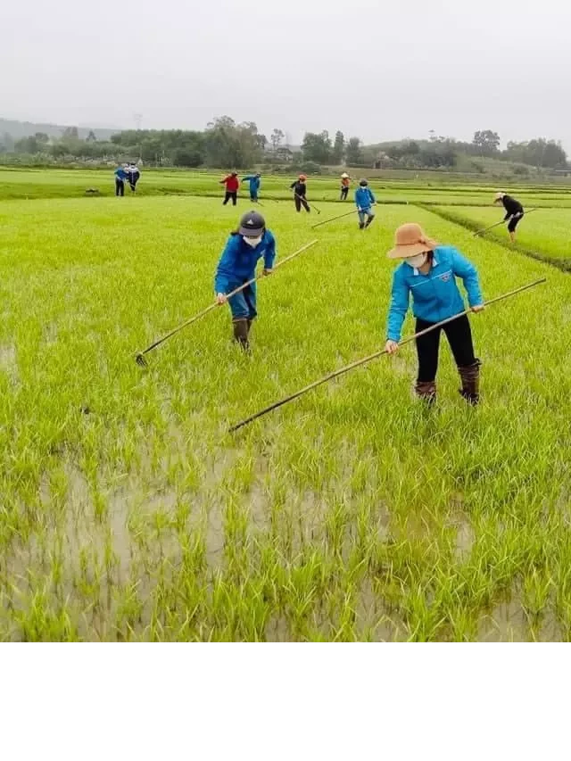   Mùa cấy, dặm mạ trên đồng