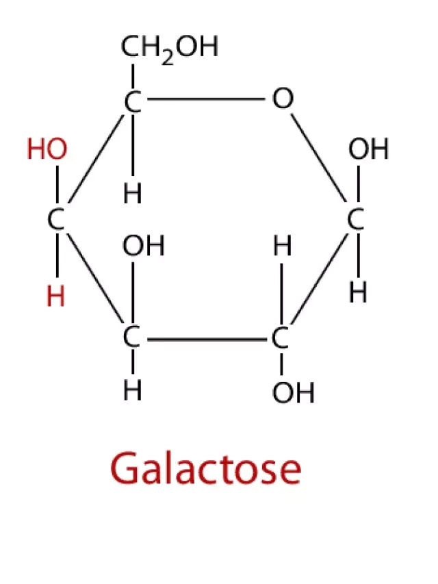   Galactose: TỔNG QUAN VỀ LOẠI ĐƯỜNG HIẾM HỢP NHẤT