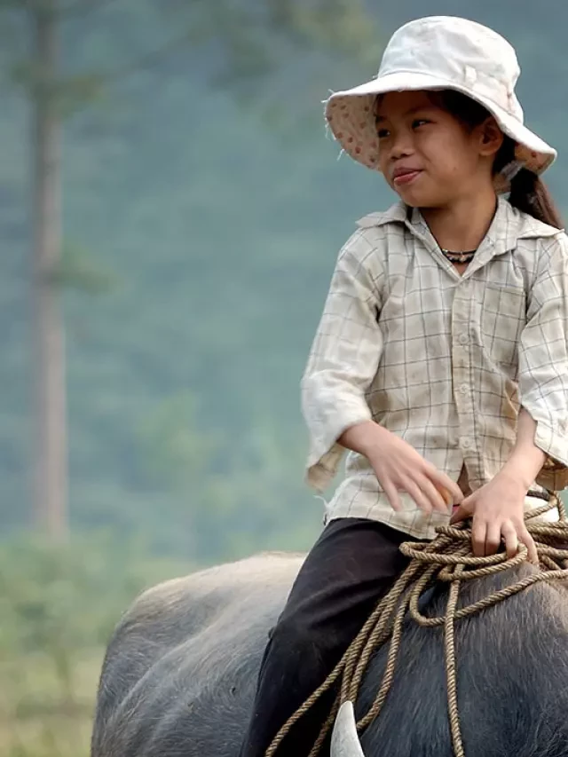   "Đi cày" - Hình ảnh và ý nghĩa trong văn hóa người Việt