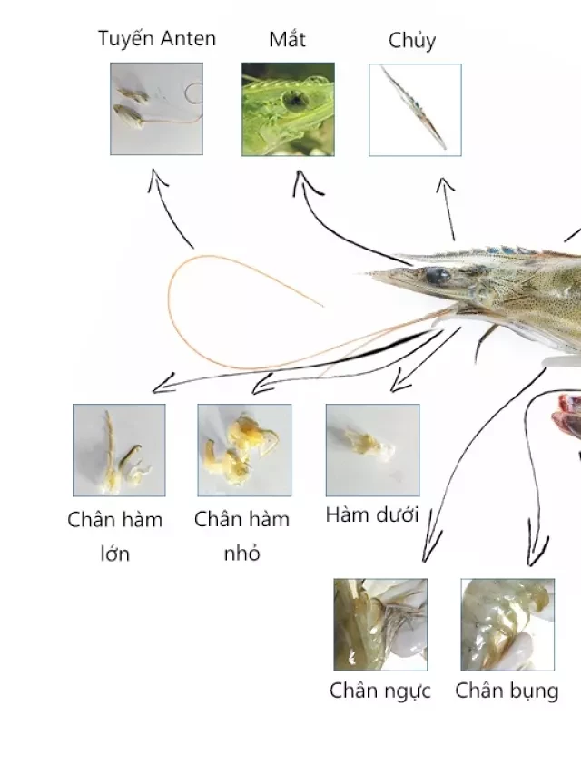   Giải phẩu chi tiết cấu tạo của tôm thẻ chân trắng