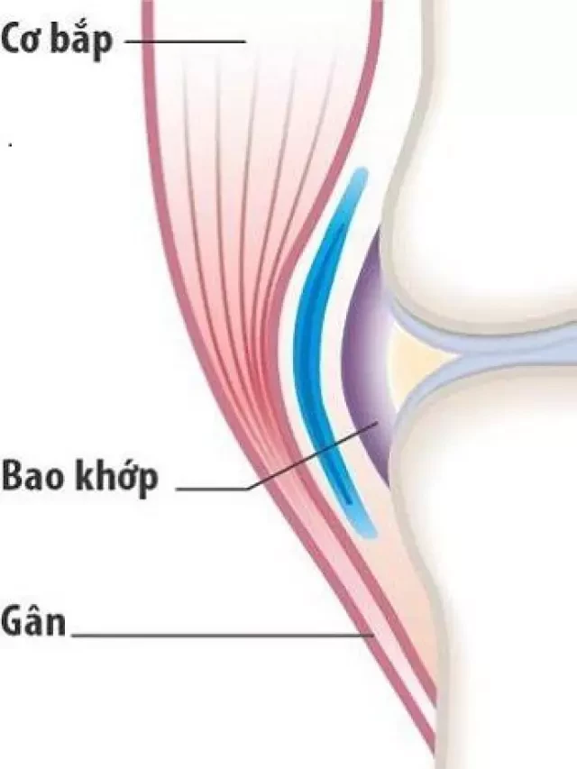   Cách bổ sung dinh dưỡng cho xương khớp