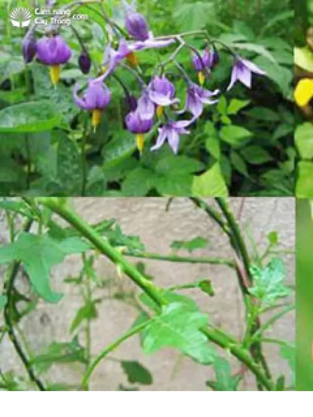   Cây Cà gai leo (Solanum procumbens)