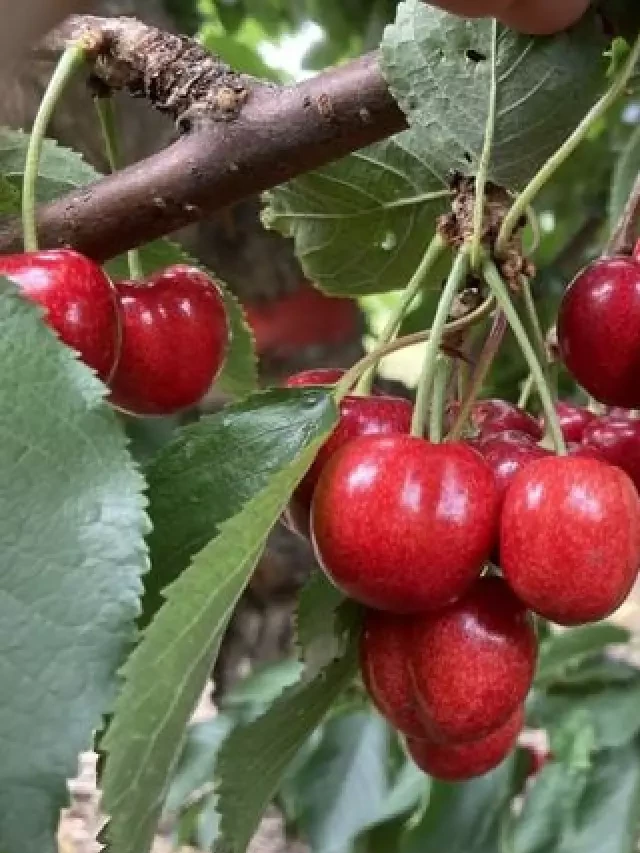   Cherry Canada - Một trải nghiệm độc đáo từ đất nước thiên nhiên Canada