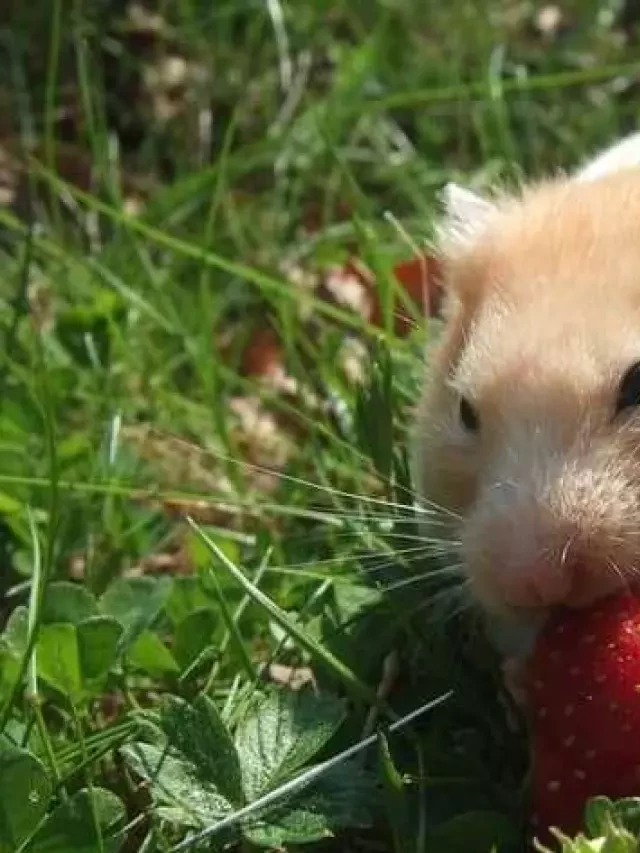   Dấu hiệu chuột hamster bị tiêu chảy và cách trị hiệu quả