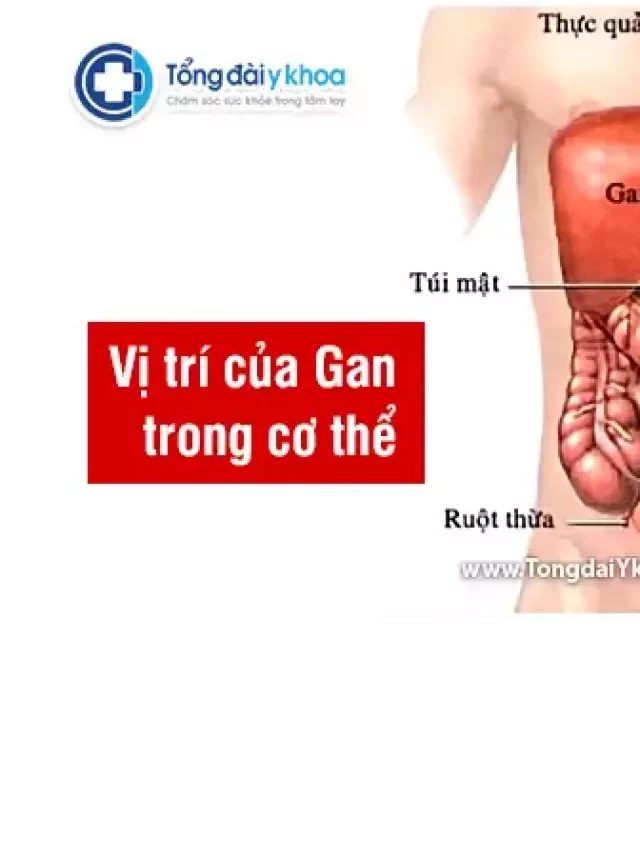   Hiến gan – Phần gan còn lại có mọc lại không?