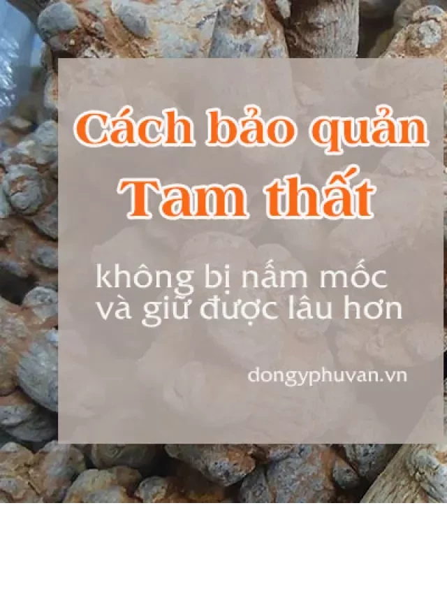   Hướng dẫn cách xử lý và bảo quản tam thất tránh bị nấm mốc, hư hỏng