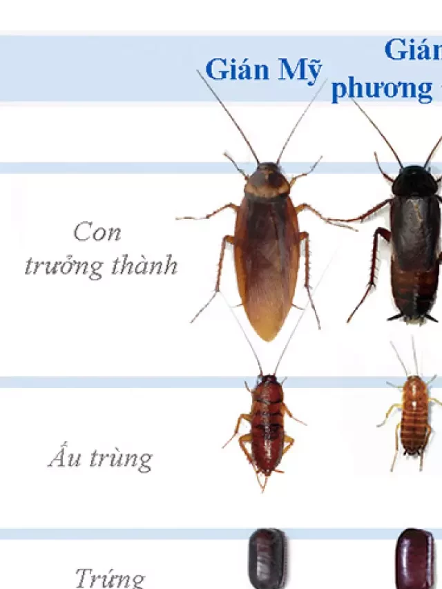   Phân biệt 3 loại gián phổ biến ở Việt Nam: Đặc điểm, nhận biết và nguy cơ