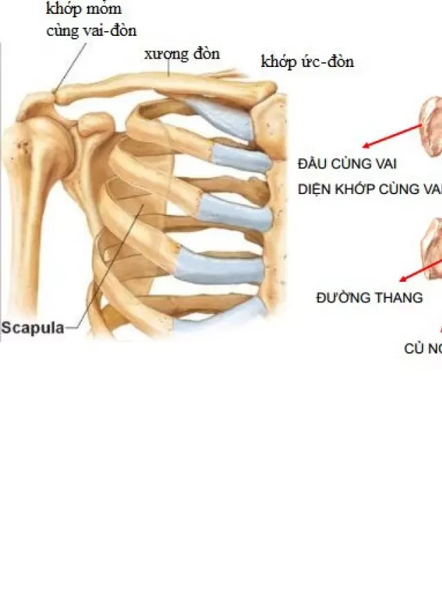   Giải phẫu xương chi trên: Khám phá cấu trúc phức tạp của xương trong cơ thể