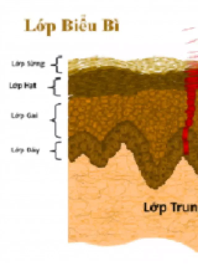   Khoa Học Làn Da: Từ Cấu Tạo Đến Quá Trình Thay Da Tự Nhiên