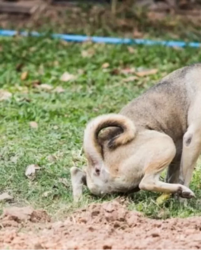   Phương pháp chữa chó bị đi kiết hiệu quả