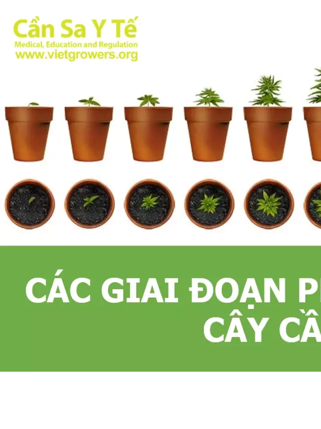   Các giai đoạn phát triển của cây cần sa