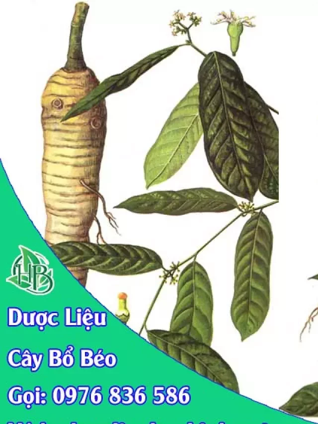   Cây bổ béo: Bồi dưỡng nhuận tràng lợi tiểu