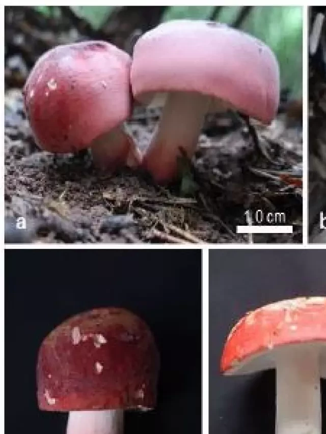   Định loại Nấm chẹo (chi Russula) ở vùng Đông Bắc Việt Nam bằng hình thái và sinh học phân tử