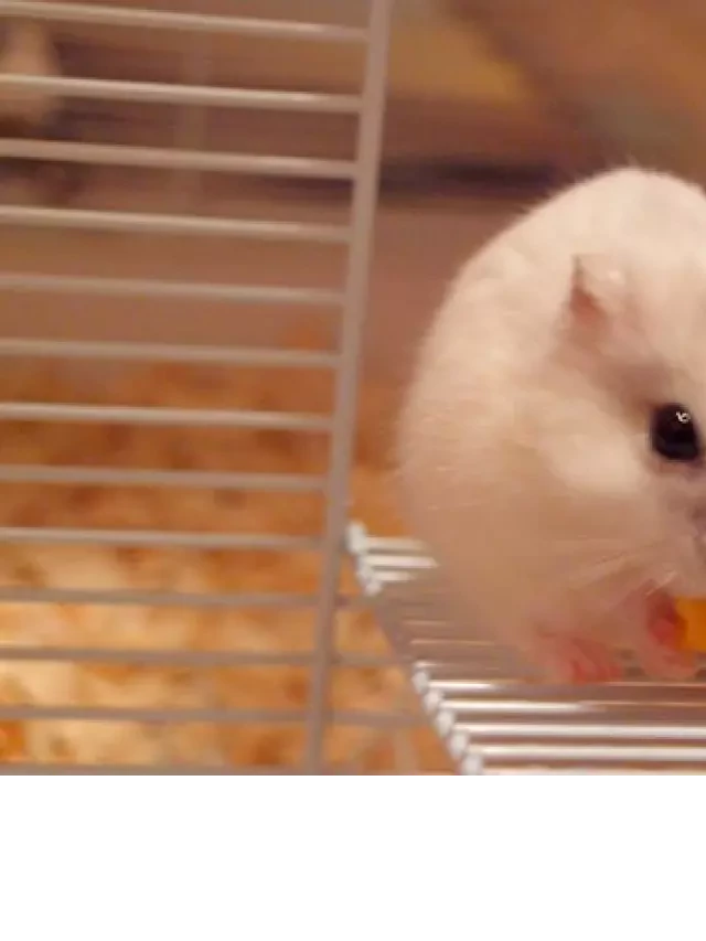   Hướng Dẫn Nhận Biết Hamster Mang Thai