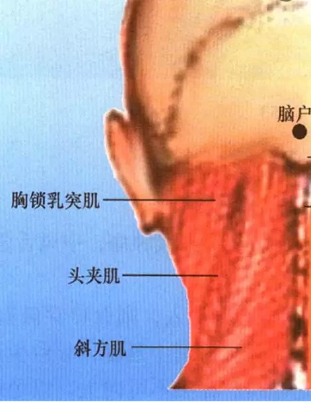   Huyệt Não Hộ: Tìm Hiểu Vị Trí và Cách Trị Bệnh Đau Đầu, Mất Ngủ và Cứng Cổ