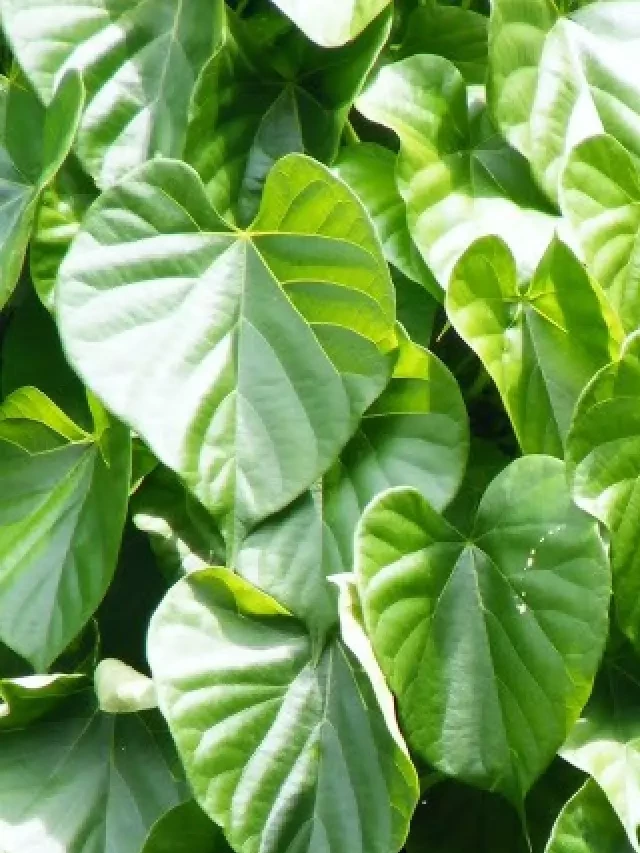   Tác dụng chống ung thư của dây thần thông (Tinospora cordifolia)