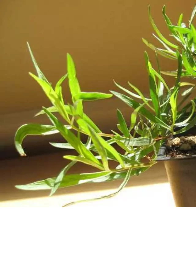   Tarragon - Hiểu rõ về cây ngải giấm và lợi ích của nó