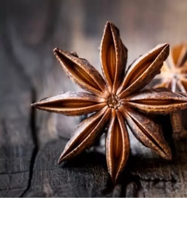   Star Anise: Gia vị độc đáo với công dụng đa năng