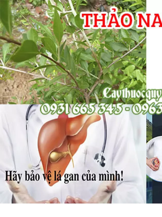   Thảo Nam Sơn: Dược liệu quý hỗ trợ lành các triệu chứng khớp xương