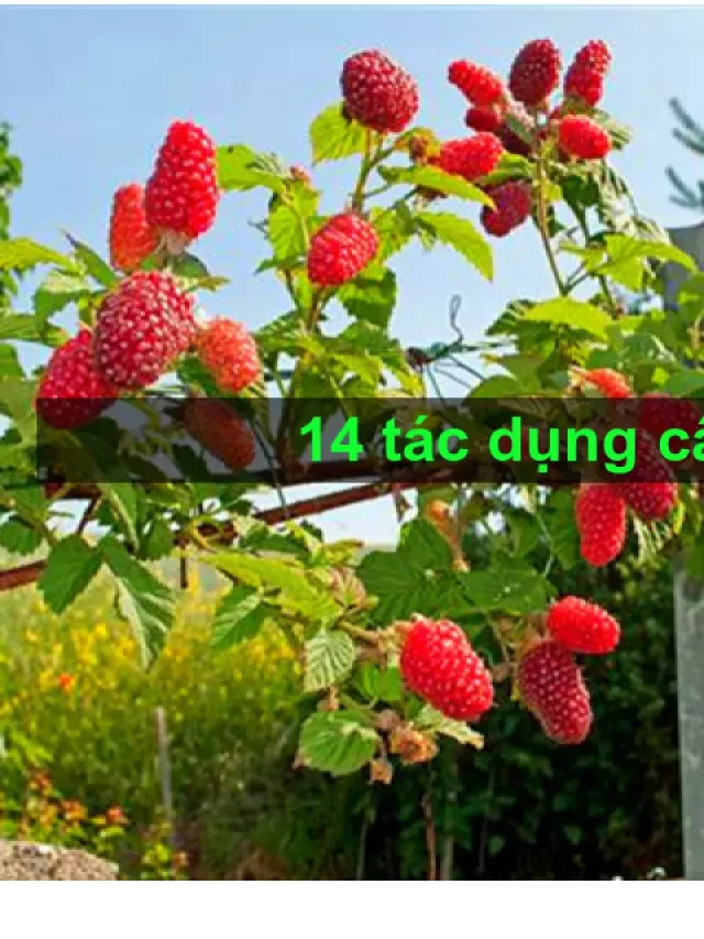   14 tác dụng đặc biệt của cây mâm xôi