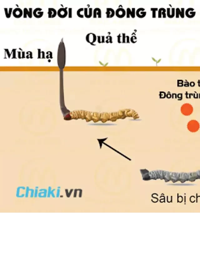   Đông Trùng Hạ Thảo: Công Dụng và Ưu Điểm