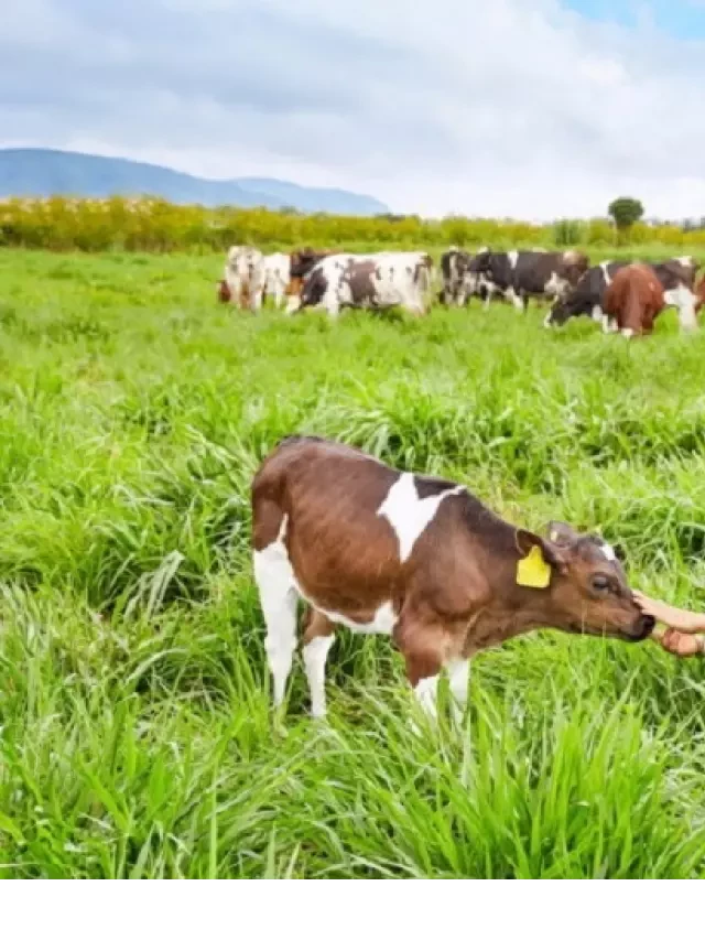   Có nên sử dụng sữa tươi Organic Vinamilk hay không?