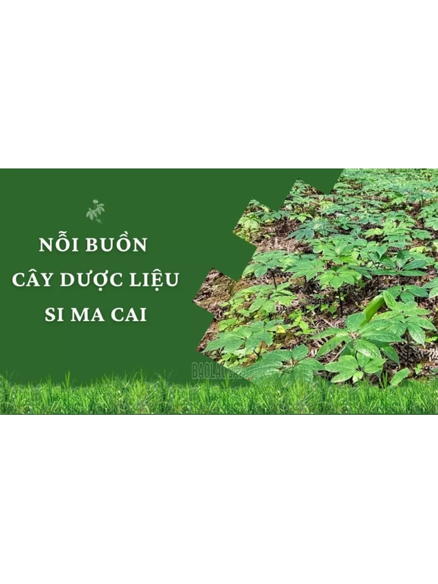   Nỗi buồn cây dược liệu Si Ma Cai